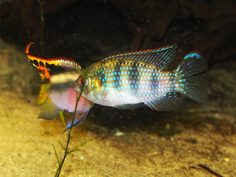 Revierkampf Pelvicachromis vs. Anomalochromis 1
