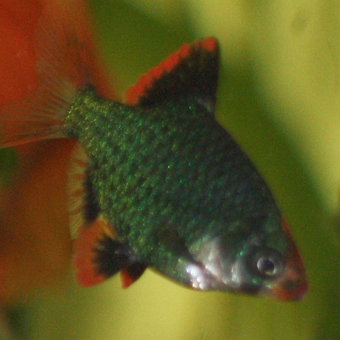 Moosgrüne Sumatrabarbe oder Viergürtelbarbe (Puntigrus cf. tetrazona) 1