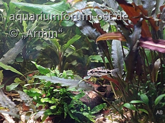 Mittagspause , Corydoras habrosus