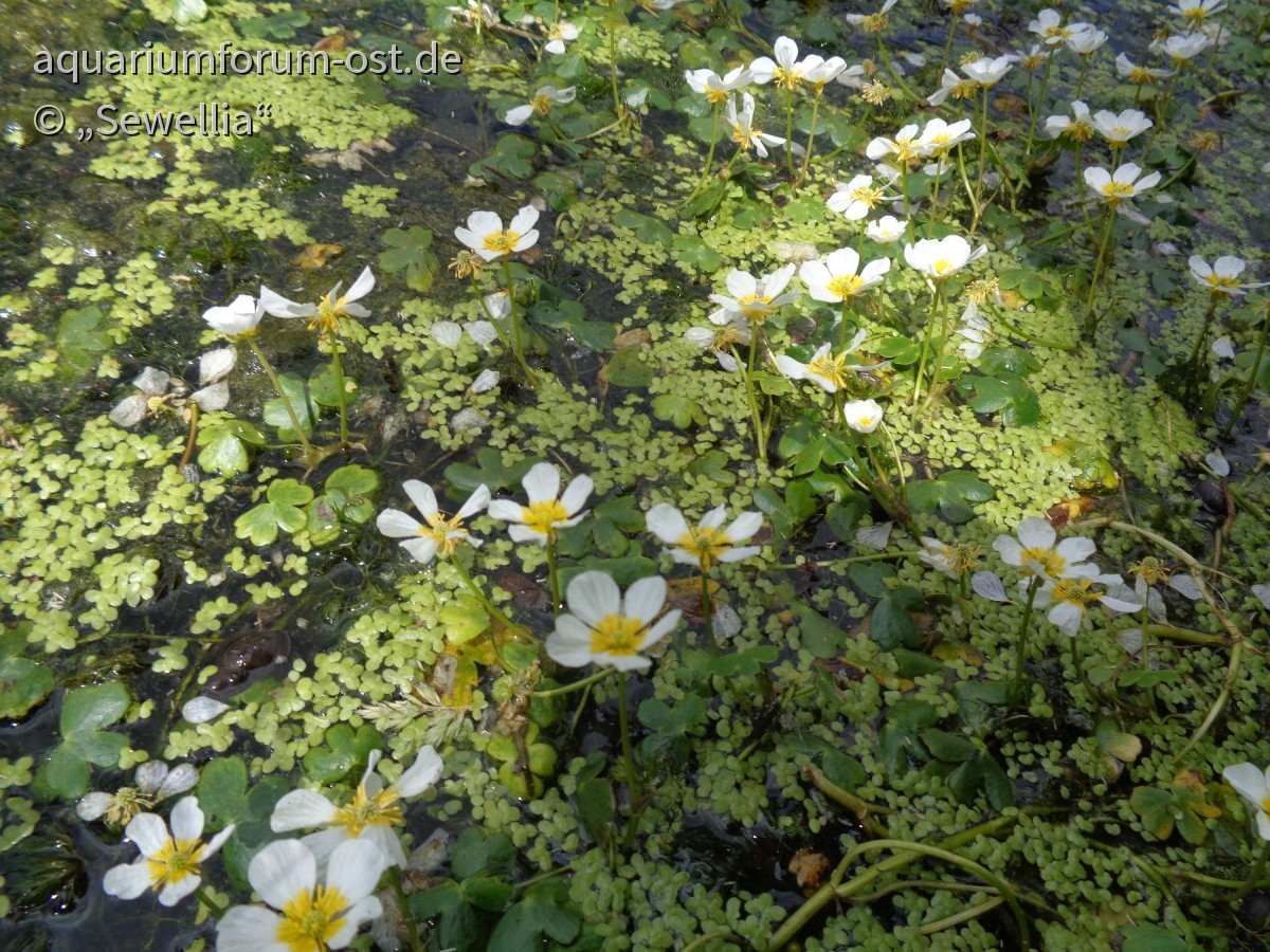 Gewöhnlicher Wasserhahnenfuß Blüten (Ranunculus aquatilis)