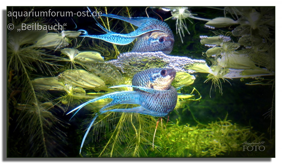 Macropodus spechti "Royal Blue" - Royalblauer Makropode beim Laichen mit Spiegelung