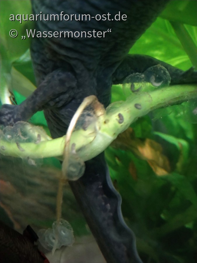 Axolotl - Laich mit Mini - Larven
