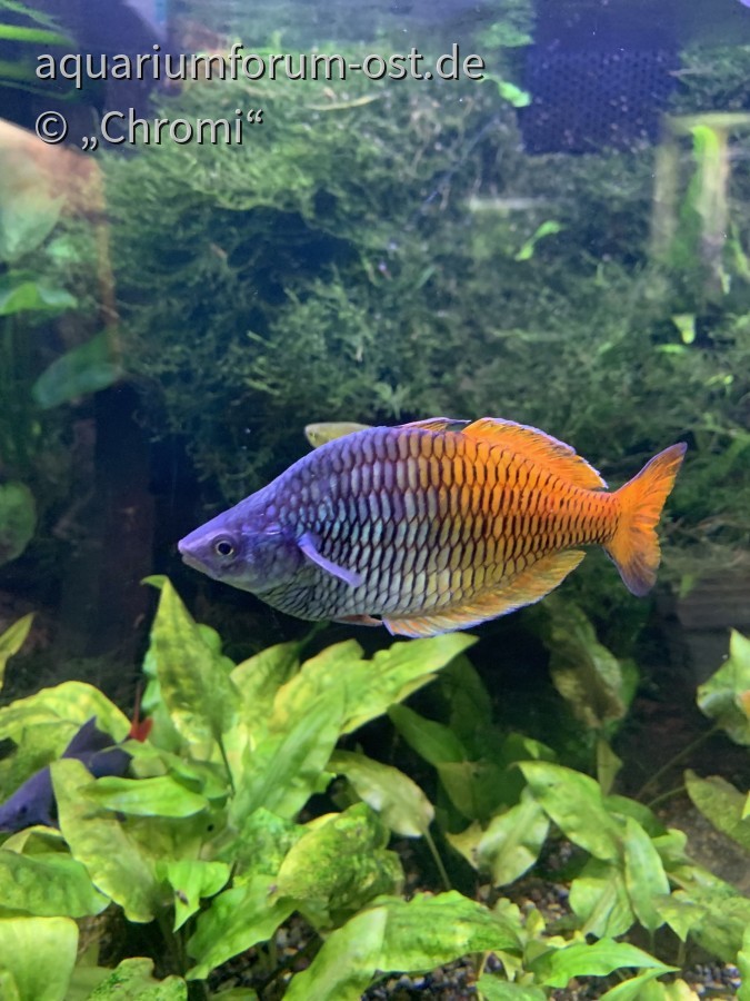 Bosemanns Regenbogenfisch Männchen