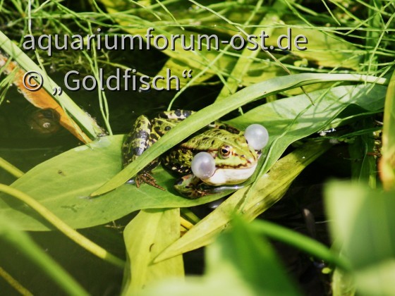 Der Teichfrosch (Pelophylax kl. esculentus) quakt