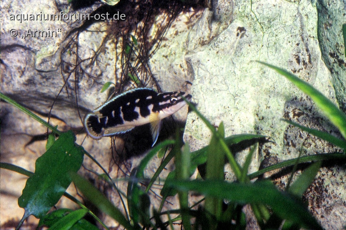 Julidochromis transcriptus "Pemba"
