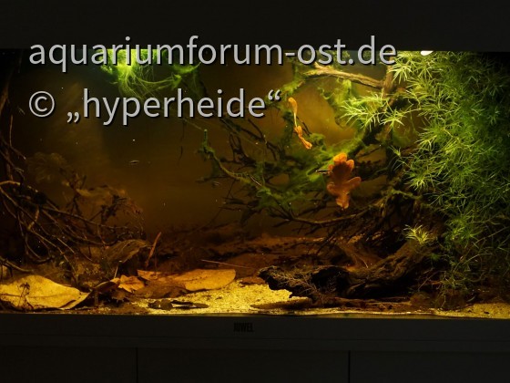 Beiträge von hyperheide - Aquarium-Forum aus dem Osten ohne Grenzen -  freundlich oder gar nicht