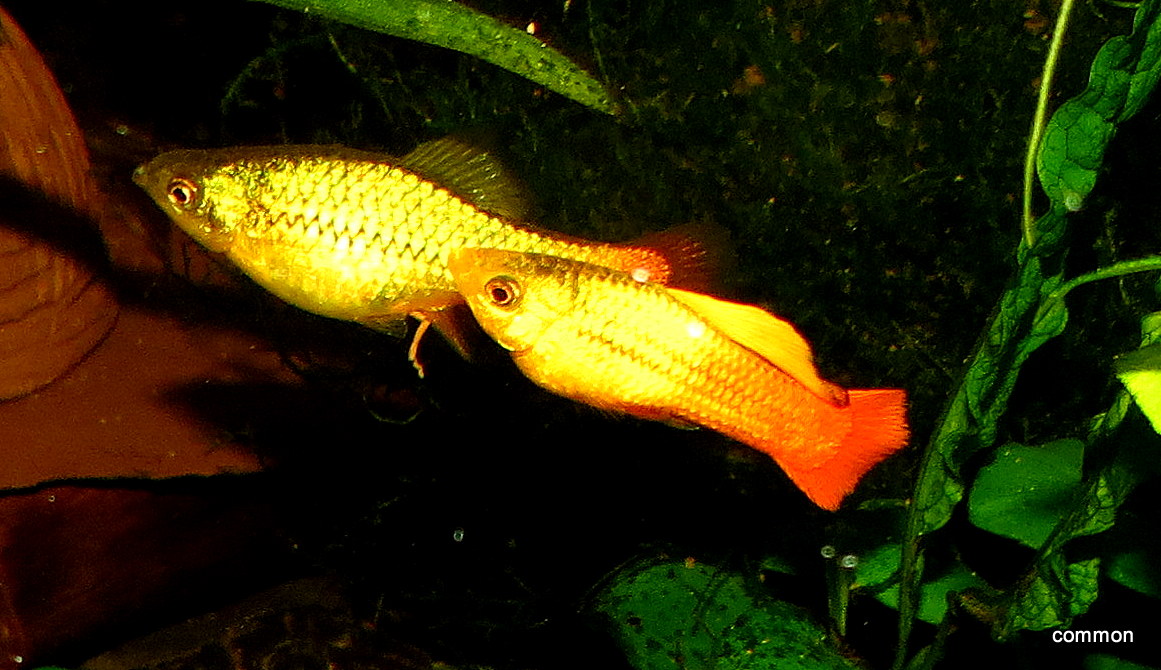 Xiphophorus variatus - Papageienplaty