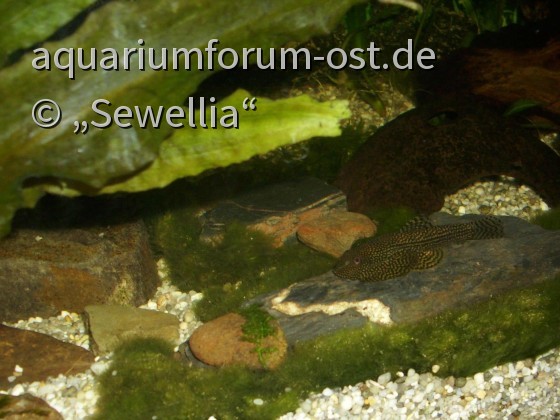 Perllinien-Prachtflossensauger (Sewellia spotted)