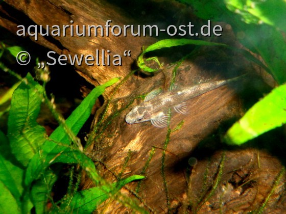 Zollingers Sattelfleckschmerle (Balitoropsis zollingeri)