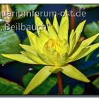 Nymphaea mexicana im Botanischen Garten Jena