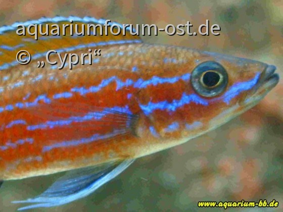 Paracyprichromis-nigripinnis-Blue-Neon.JPG