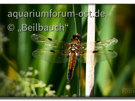 Vierfleck- Libelle oder Vierfleck (Libellula quadrimaculata)