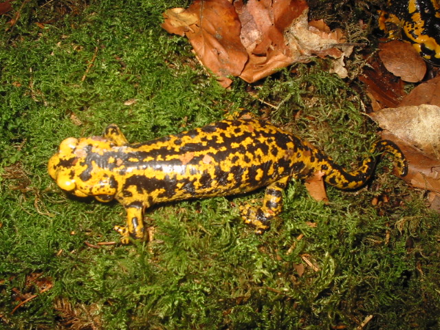 Feuersalamander (Salamandra salamandra bernardezi)