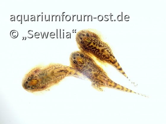 Sewellia sp. SEW04 - Subadult