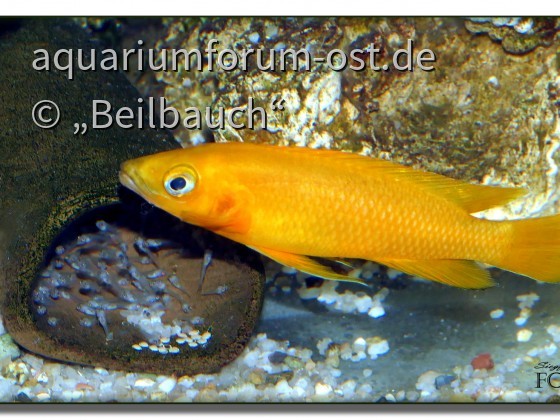 Tanganjika-Goldcichlide  (Neolamprologus leleupi), Weibchen mit Jungfischen