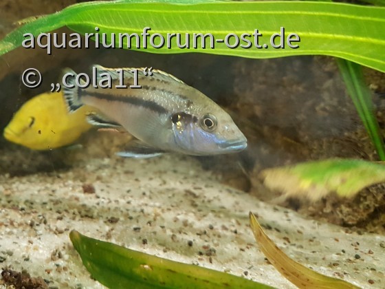 Melanochromis lepidiadaptes (lepidophage)