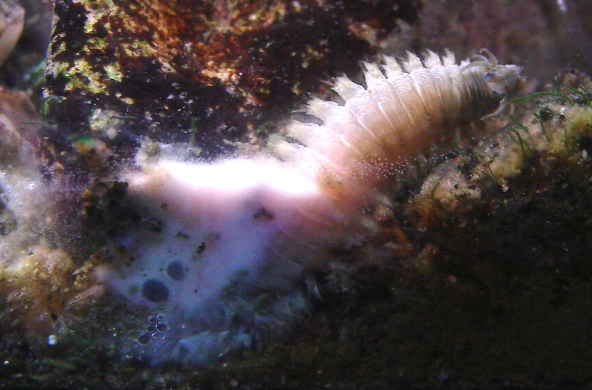 Vielborster - Polychaeta