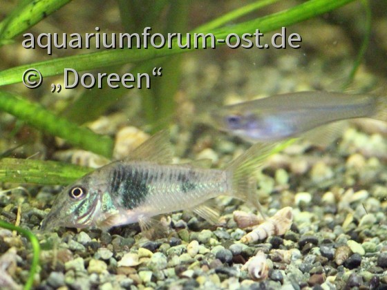 Corydoras septentrionalis (Nördlicher Langschnauzen-Panzerwels)