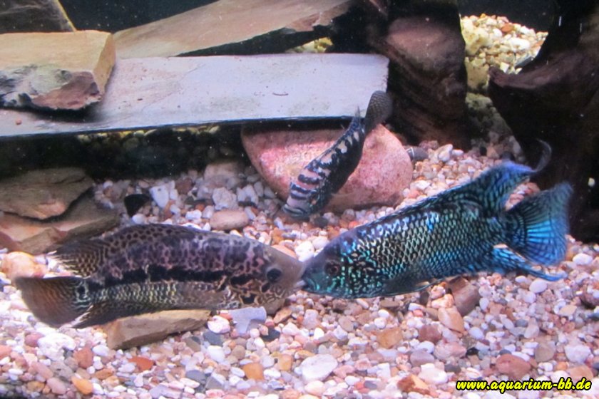 Blue Jack Dempsey gegen Parachromis loisellei
