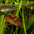 Pelvicachromis taeniata , Nigeria Red, Smaragdprachtbuntbarsch