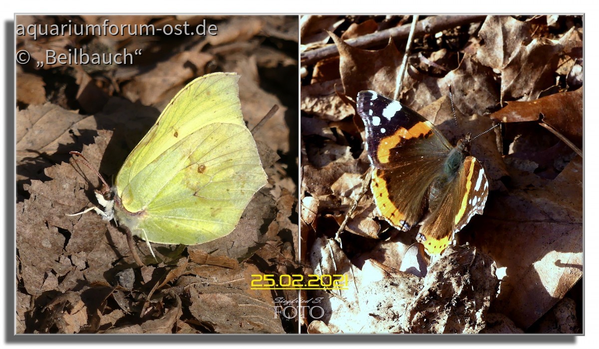 Das glaubt einem doch keiner - Schmetterlinge im Februar - heute fotografiert!