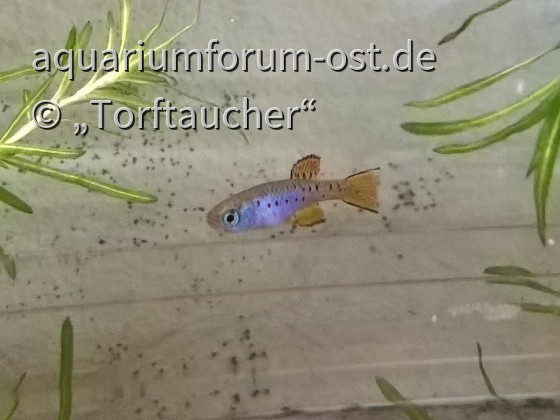 Saisonfisch Fundulosoma thierry