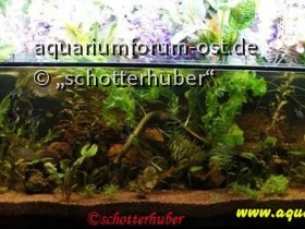 Aquarium-03ab.jpg