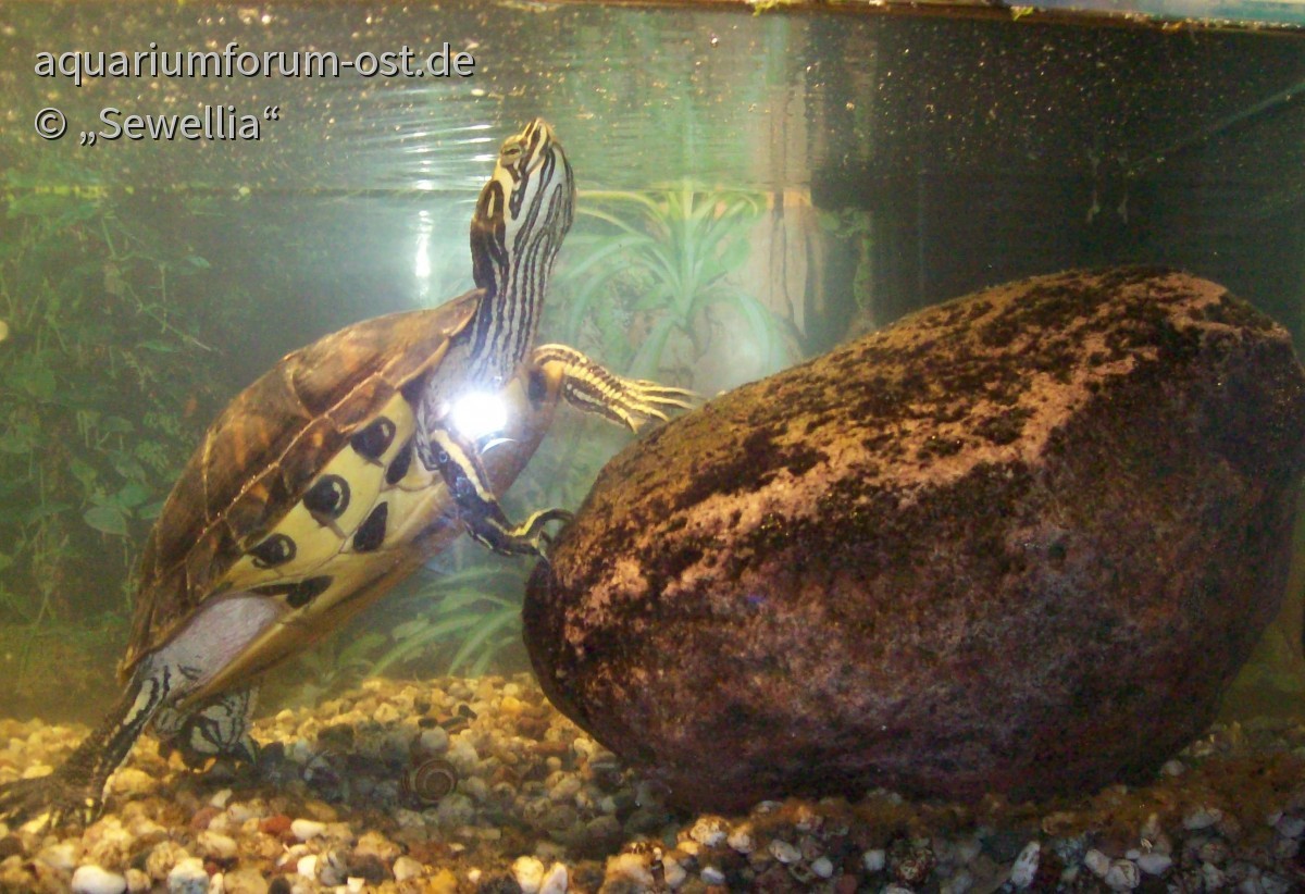 Gelbwangenschmuckschildkröte (Hybrid)