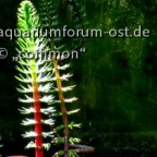 Tannenwedel- attraktive Pflanze für den Gartenteich