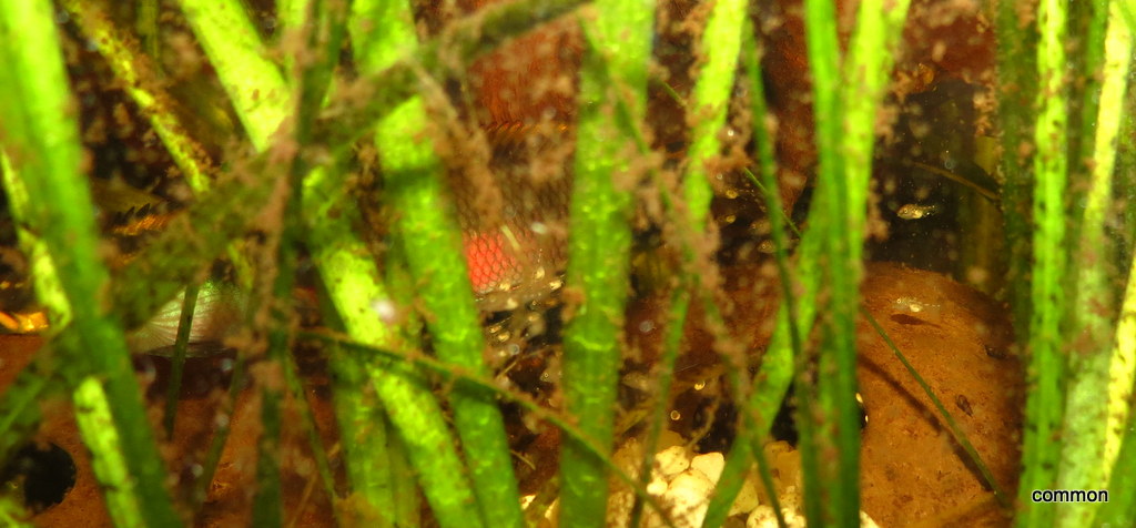 Pelvicachromis taeniata