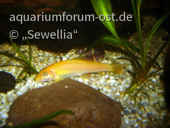 Gyrinocheilus aymonieri var. Gold und Pangio kuhlii sumatranus