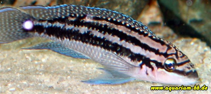 Julidochromis dickfeldi Männchen