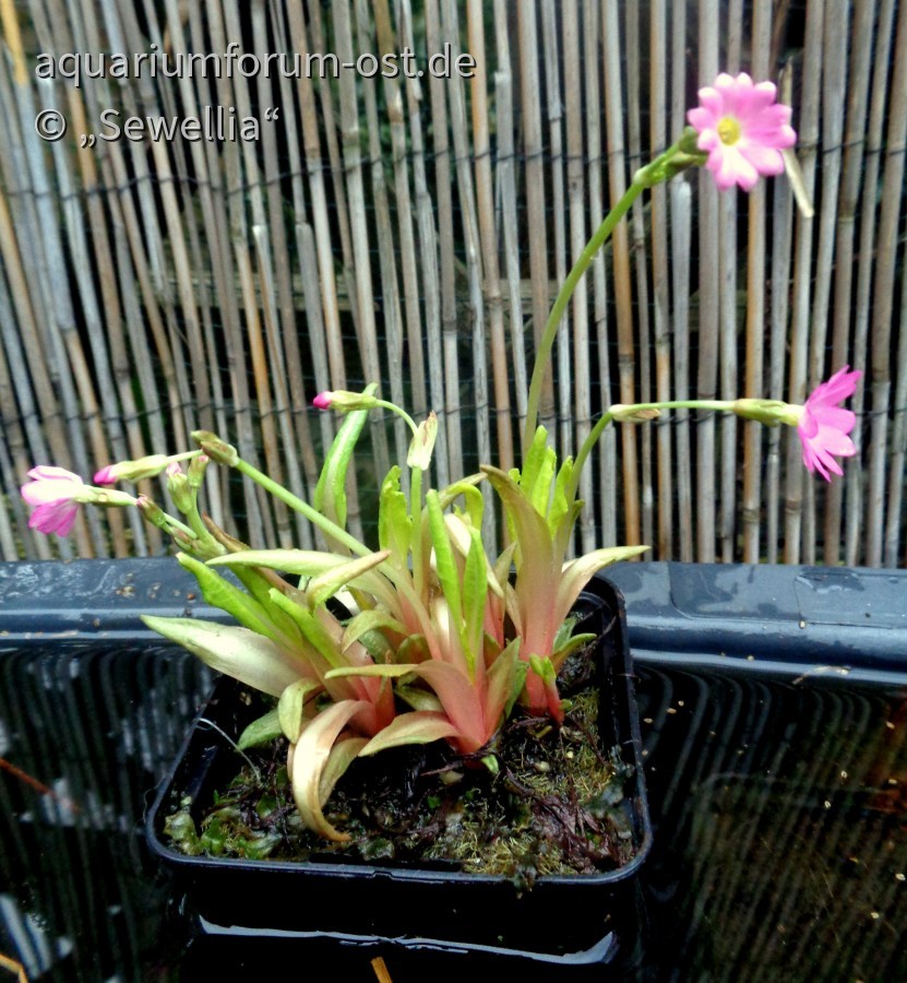 Rosenprimel auch Sumpfprimel  (Primula rosea)