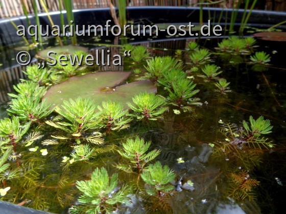 Rotstengeliges Tausendblatt (Myriophyllum  aquaticum) 'Red Stem'