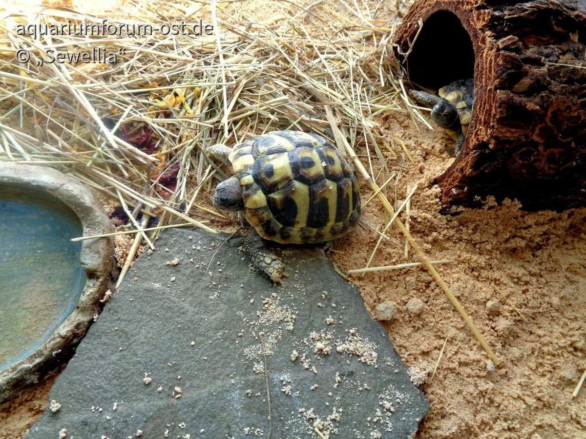 Griechische Landschildkröten (Testudo hermanni boettgeri)