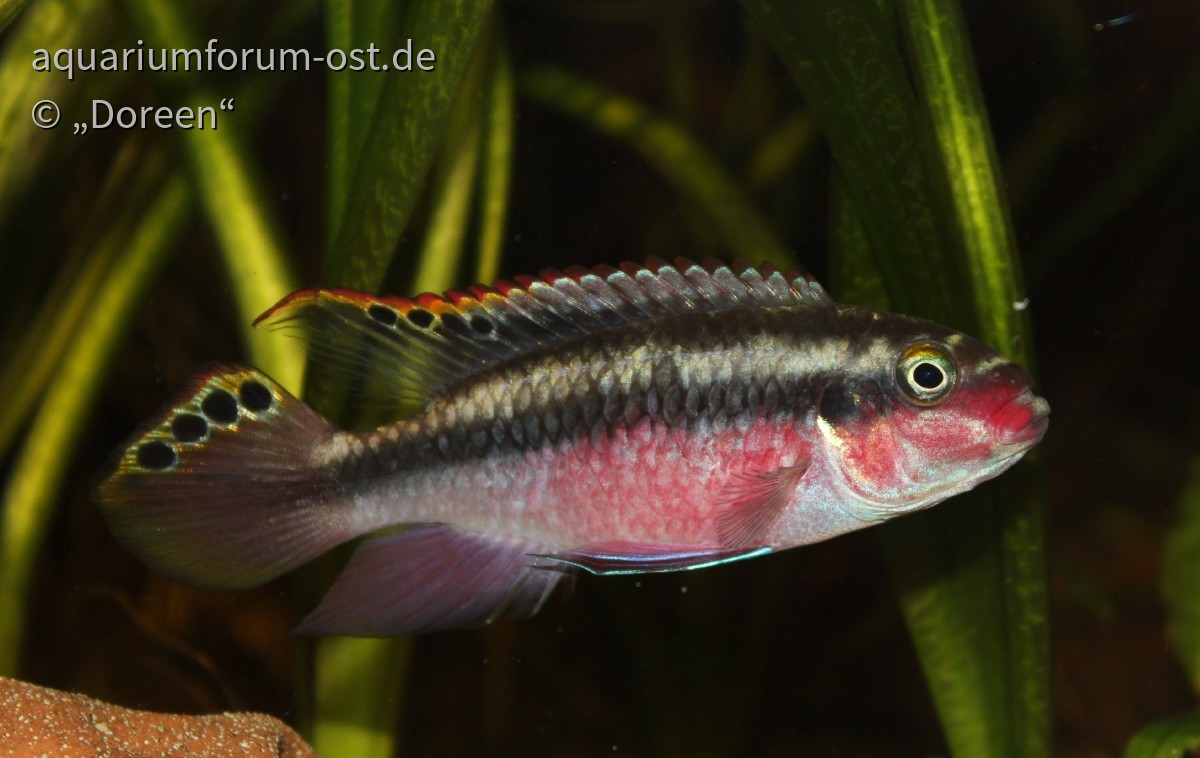 Pelvicachromis pulcher - male