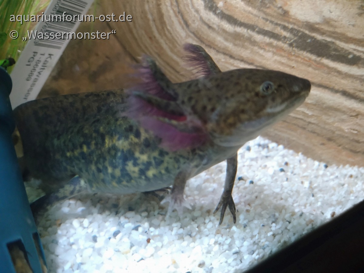 Axolotl Jungtier (Nachzucht)
