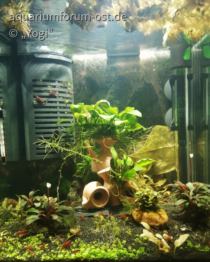 Nano Aquarium von Ralf etwas umgestalltet