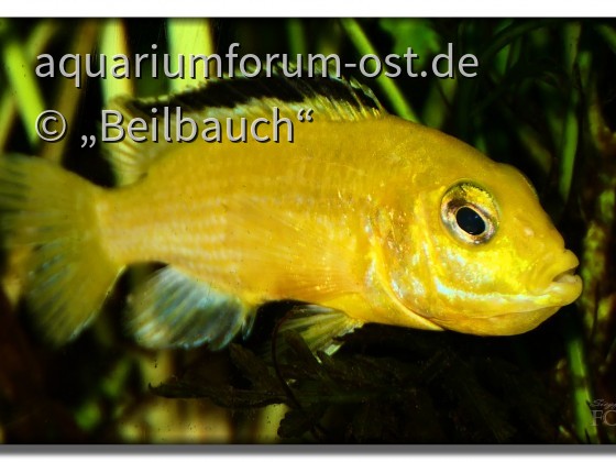 Labidochromis Yellow, maulbrütendes Weibchen