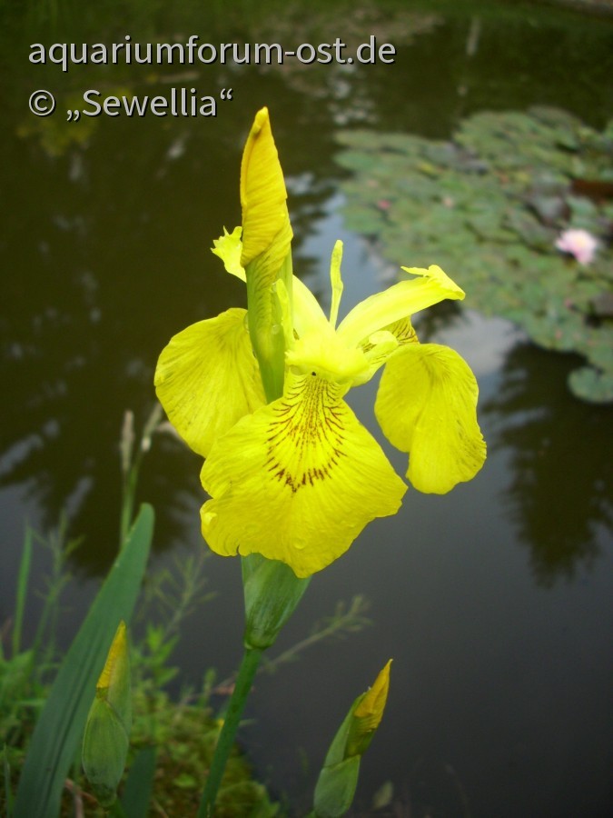 Blüte Gelbe Sumpfschwertlilie (Iris pseudacorus)