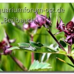 Sumpf-Blutauge (Potentilla palustris)