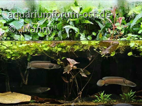 Schlangenkopffisch-Aquarium