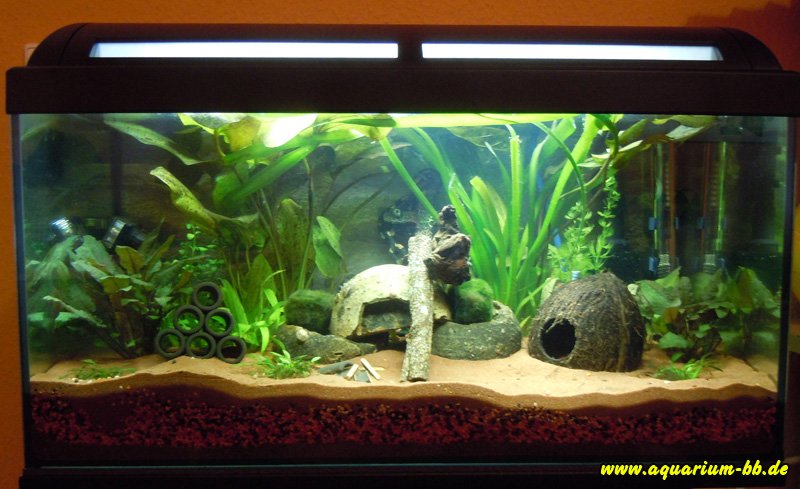 Mein aquarium 2.jpg
