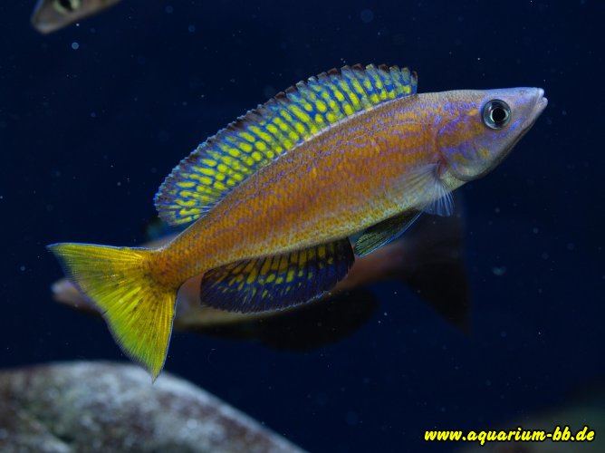 Cyprichromis microlepidotus "Magara"