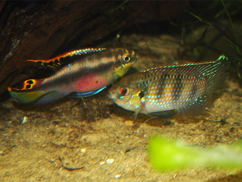 Revierkampf Pelvicachromis vs. Anomalochromis 2